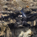 An adult male Condor returns to the family ledge - as juvenile Condors stand by. In Patagonia, Chile (image by Virginia Wilde)