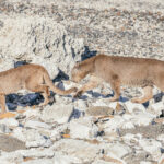 'Dark', a dominant male Puma - his face and neck showing duelling scars - follows a female Puma known as 'Petaka', as part of a mating ritual that can last for days (image by Virginia Wilde)