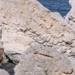 Rounding the thrombalite structures that line Patagonia's Lake Sarmiento, dominant male Puma 'Dark' (with his powerful paws and forelimbs clearly apparent) edges closer to his female mate 'Petaka.' (image by Virginia Wilde)