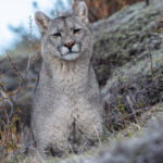 Sat tall in the bushes and calafate shrubs, this young female puma shows the most beautiful pale green eyes (image by Virginia Wilde)