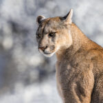 A female Puma glares in the direction of the region's dominant male, at the start of the pair's mating days (image by Virginia Wilde)