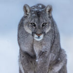 In the eyes of a puma. Portrait of a one-year-old female puma, with snow and ice crystals on her head, amid falling snow in Patagonia (image by Virginia Wilde)