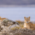 Portrait of Patagonia's 'Pirate Puma' Blinka - who lost her eye as a cub and has sustained many injuries, yet remains a fearsome hunter (image by Virginia Wilde)