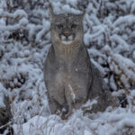 Staring directly at me, this juvenile female puma sat silently as the snowflakes fell around her (image by Virginia Wilde)
