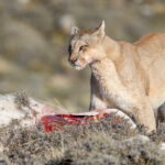 A female Puma guards her recent Guanaco kill, after covering the carcass with branches in an attempt to hide it from scavengers. Patagonia, Chile (image by Virginia Wilde)