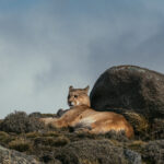 If ever a Puma had a favourite rock, it would be this one. Serving as a windbreak and head-rest, this is the perfect Puma resting place (image by Virginia Wilde)