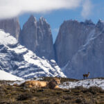 A lone, brave, Guanaco appears behind a resting Puma, both backdropped by the iconic Torres del Paine mountains (image by Virginia Wilde)
