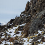 A Puma pauses momentarily around one of the many rock conglomerates that dot the landscape in the reserve near Patagonia's Torres del Paine National Park (image by Virginia Wilde)