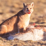A second Puma cub takes her turn at a fresh Guanaco carcass, mouth soaked in blood (image by Virginia Wilde)