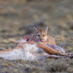 Licking its lips, this juvenile Puma feasts on a freshly-killed guanaco carcass (image by Virginia Wilde)