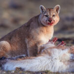 Its chin and nose soaked with blood, this Puma cub tucks into the fallen Guanaco. Patagonia, Chile (image by Virginia Wilde)