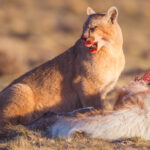 With fresh blood rimmed around its mouth and tongue, this juvenile Puma feasts on a Guanaco carcass with gusto (image by Virginia Wilde)