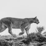 Black-and-white portrait of a Puma padding through the Patagonian steppe (image by Virginia Wilde)