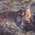 The affection between Puma siblings is often one of the most poignant wildlife sights in Patagonia (image by Virginia Wilde)