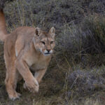 A female Puma spots a hare and attempts a chase, with her run showcasing those incredibly strong front paws. Patagonia, Chile (image by Virginia Wilde)