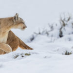 Her body all angles and powerful paws, this female Puma turns in the snow, in Patagonia, Chile (image by Virginia Wilde)