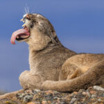 If there's a longer tongue, I'm yet to see it! (image by Virginia Wilde)