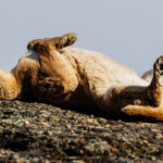 Paws lifted and ready to roll. The Puma pose familiar to all domestic cat owners (image by Virginia Wilde)