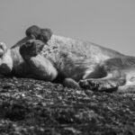 As comfortable as a puma can be, this young female Puma gets comfy as the wintry Patagonian sun offers some warmth (image by Virginia Wilde)