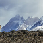 If these mountains could talk, the tales they would tell. A female Puma stares out at the Paine Massif, Patagonia (image by Virginia Wilde)
