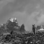 The mountain world of Patagonia's Pumas is a privilege to photograph (image by Virginia Wilde)