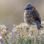One of Patagonia's most numerous birds - and cheerful of companions in the mountain scrub - the Rufous-collared Sparrow (image by Virginia Wilde)