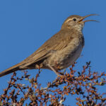 A Scale-throated Earthcreeper displays its long, decurved bill, used for feeding on arthropods (image by Virginia Wilde)