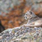 A young male Puma rests on a rock conglomerate in Patagonia, Chile, his muzzle showing a distinctive scar (image by Virginia Wilde)