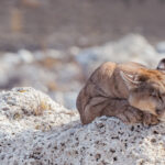 Dozing in the fossils... A Puma catches 40 winks on the thrombolites (living calcium carbonate fossils) on the shores of Patagonia's Lake Sarmiento (image by Virginia Wilde)