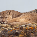 A young male Puma dozes atop some rocks, his muzzle showing a distinctive scar (image by Virginia Wilde)