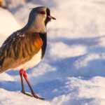On the brightest of frosty mornings, a Southern Lapwing hops along the snow. In Patagonia, Chile (image by Virginia Wilde)