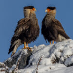 'I saw you first!' 'No, I saw you first!' 'No, I saw....' Two Crested Caracaras face off in Patagonia, Chile (image by Virginia Wilde)