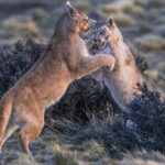 'And here's the left hook back at you!' Two Puma cubs - believed to be around seven-months-old - playfight in the Patagonian bushes (image by Virginia Wilde)