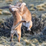 'That's almost a Half Nelson!' Two Puma cubs wrestle in the evening light (image by Virginia Wilde)