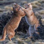 Two Puma cubs - believed to be around seven-months old - engage in a bout of wrestling, enjoying the chance to playfight (image by Virginia Wilde)