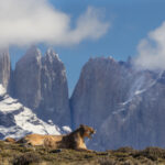 A Puma vocalises - calling for her mother and sibling - as they family group watch a nearby carcass in front of the Torres del Paine towers (image by Virginia Wilde)