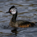 A White-tufted grebe skims across a pond (image by Virginia Wilde)