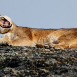 A Puma yawns after basking in the wintry warmth of the early evening sun, Patagonia (image by Virginia Wilde)