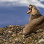 Backdropped by snow-capped mountains, a young male Puma yawns, displaying his powerful canine teeth (image by Virginia Wilde)