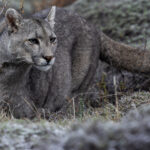 A young female Puma spots a hare - and immediately snaps to attention (image by Virginia Wilde)