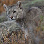 Puma coat colour can range from tawny to grey - as this young green-eyed female shows (image by Virginia Wilde)