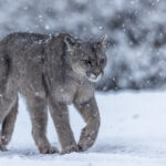 A young female Puma pads through the heavy snow in Patagonia, Chile (image by Virginia Wilde)