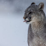 Catching snowflakes on her tongue, a young female Puma sits in the falling snow, Patagonia (image by Virginia Wilde)