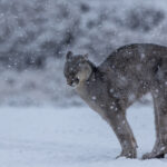 With a back arch so familiar to domestic cats, this young Puma stretches in the falling snow (image by Virginia Wilde)