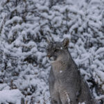 'Let it snow, let it snow, let it snow!' A young female Puma sits against the snow-laden bushes, as the flakes fall around her (image by Virginia Wilde)
