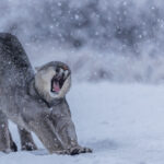 With a back arch so familiar to domestic cats, this young Puma stretches in the falling snow (image by Virginia Wilde)