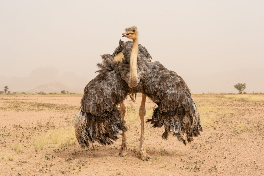 "Number 23" Saharan Ostrich. As one of only 25 birds on the Ennedi reintroduction program we were lucky to meet him (image by Inger Vandyke)