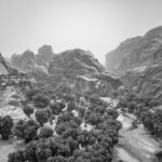 Doum palms adorn the floor of Bachekele oasis in the Ennedi (image by Inger Vandyke)