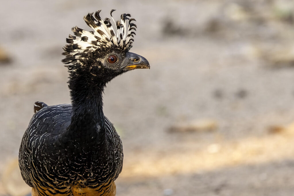 Bare-faced Curassow (female). Why Wild Images loves this – Curassows were not always as showy or in as nice light as this, and KC has captured its character nicely here (image by K C Jain)