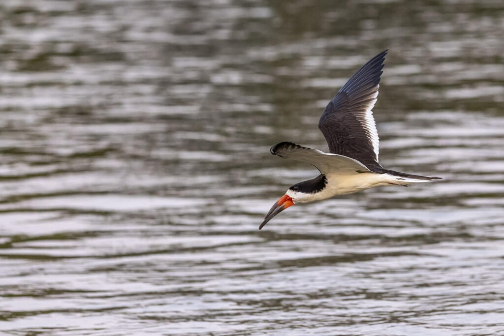 Black Skimmer low over the water. Why Wild Images loves this – A nice sharp skimmer image, not quite skimming but very nice nevertheless. They did not present themselves well, despite us hanging around them for a long time but KC managed something! (image by K C Jain)